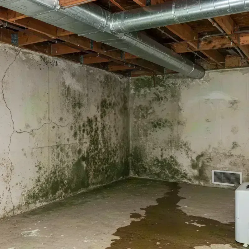 Professional Mold Removal in Lyons, IL